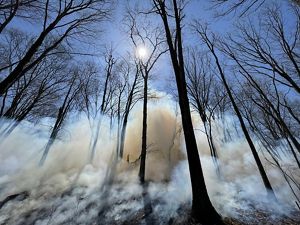 White smoke lifts off of a forest floor through barren trees into a blue sky.