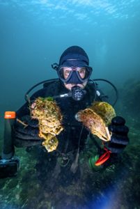 A diver holding two bivalves underwater.
