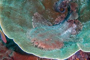 A flat shark with fringed edges lies nearly invisibly inside a giant coral.