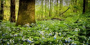 Blue Eyed Mary thrives in woodlands, creating a stunning blue carpet across the forest floor.