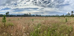 Small pine saplings emerge from a grassy meadow.