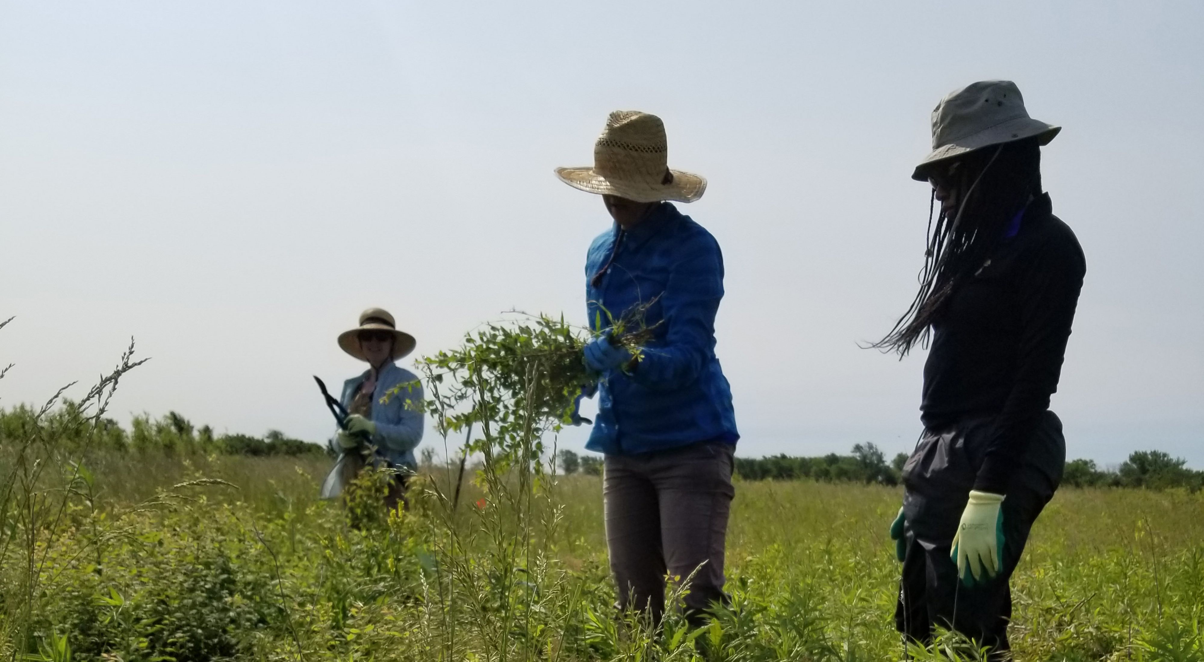 A group of volunteers clear invasive woody plants at Anderson County Prairies in Kansas.