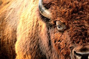 Closeup of the face and side of an American bison.