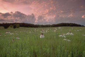 Sunset illuminates a field of coneflowers.