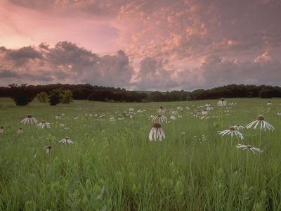 Purple coneflowers dot a prairie landscape. A pink hazy sky can be seen in the background.
