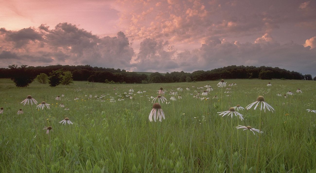 Field of coneflowers at sunset.