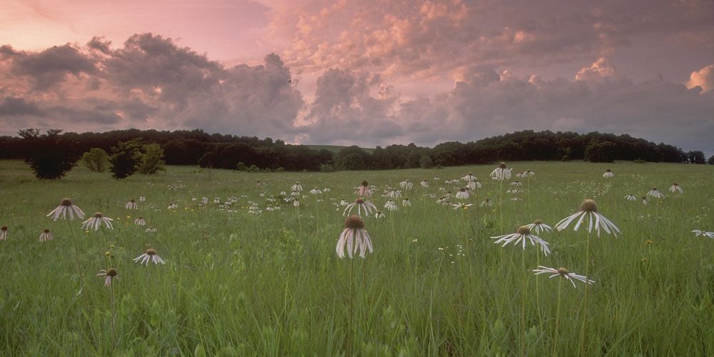 Field of coneflowers at sunset.