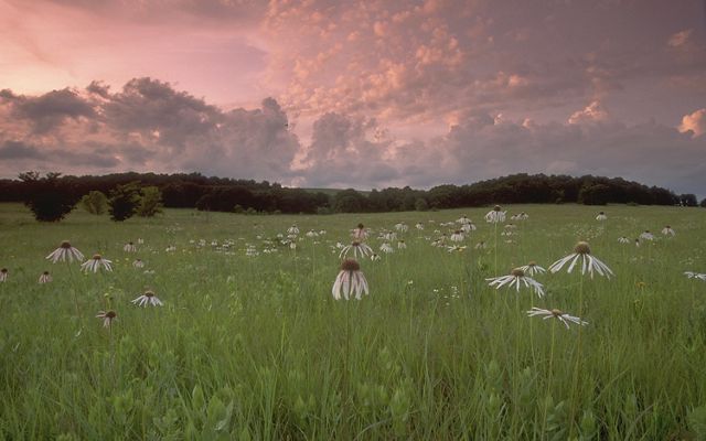 Sunset over the prairie illuminates a field of coneflowers.