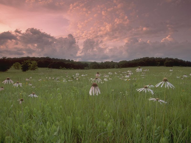 Sunset over the prairie illuminates a field of coneflowers.