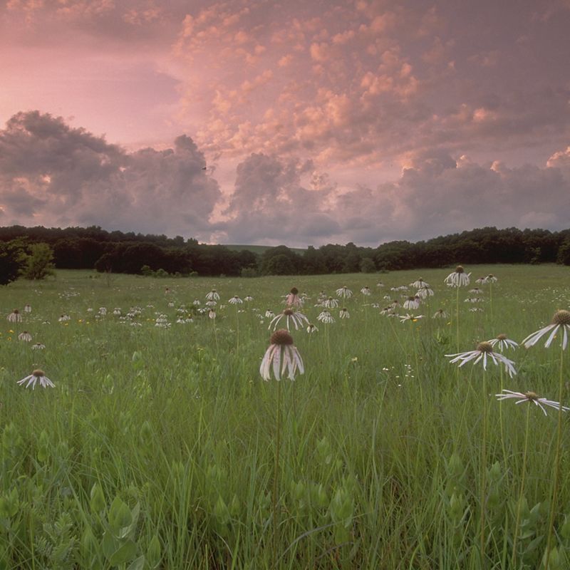 Meadow of coneflowers at the Joseph H. Williams Tallgrass Prairie Preserve