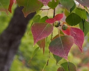 Tallowtree