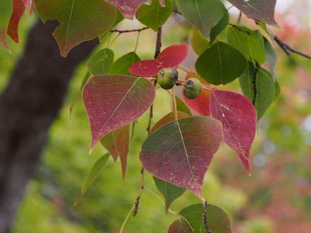 This deciduous tree’s colorful fall foliage and rapid growth has made it a popular landscape tree.