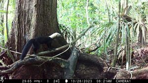 Image of a tayra from a camera trap in Belize Maya Forest.