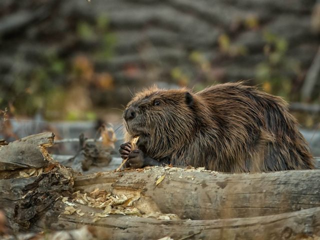 A female beaver and kit feed on tender shoots of willow near the lodge