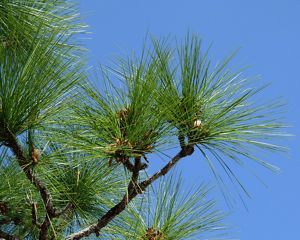 Green pine needles against a clear blue sky.