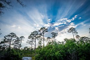 Longleaf pine trees stretch to the sky at Tiger Creek Preserve.
