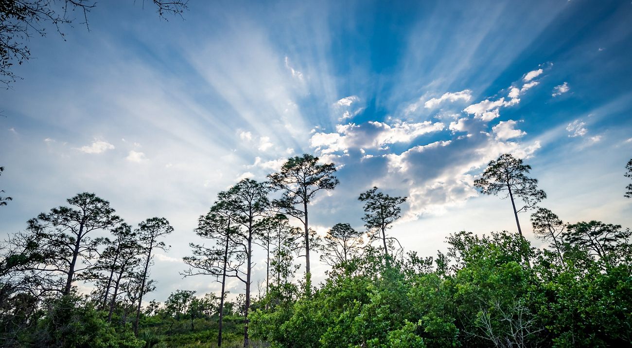 The sun's rays stream from behind a cloud over a longleaf pine forest at Disney Wilderness Preserve.