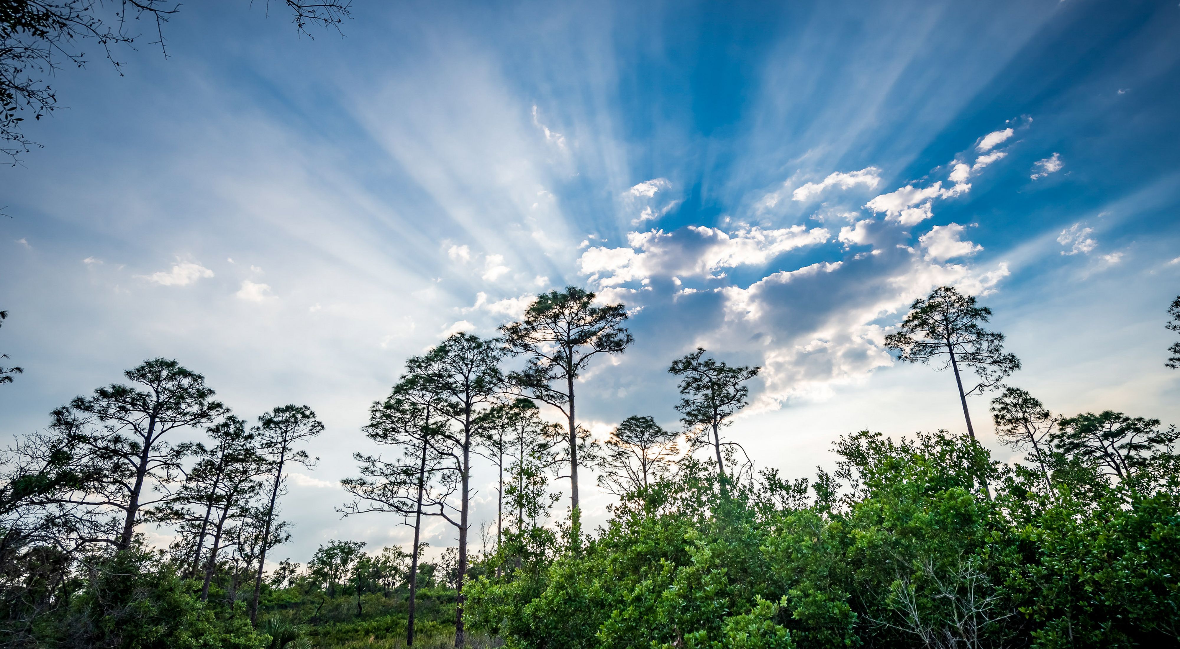 Longleaf Pine Forests: Protecting and Restoring Habitat