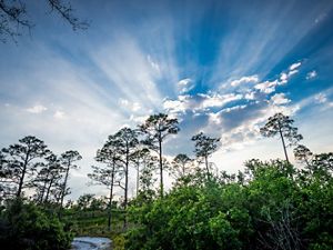 The sun's rays stream from behind a cloud over a longleaf pine forest at Disney Wilderness Preserve. 