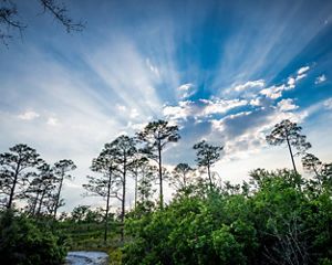 The sun's rays stream from behind a cloud over a longleaf pine forest at Disney Wilderness Preserve.