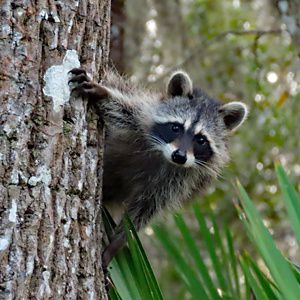 Raccoon on a tree.