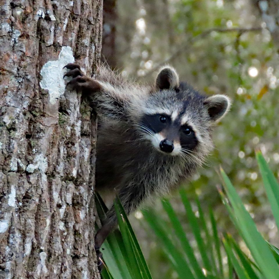 Gardening for Conservation Webinars | The Nature Conservancy