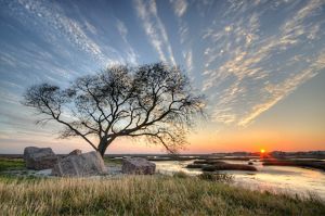 A tree surrounded with rocks sits beside Galveston Bay at sunset.