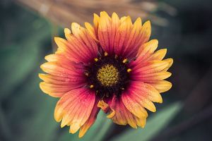 A closeup of blanket flower, also known as Indian blanket; the flower's red and yellow petals pop brightly against a green background.