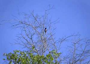 A black and white bird rests on a tall, leafless branch.