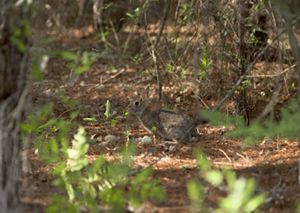 A brown rabbit is camouflaged against the forest floor.