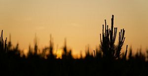Pine tree needles create a black silhouette against an orange sunlit sky.