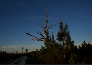 Young pines darken in the blue dusk; a round, white moon rises and can be seen through the leafless branches of a dead tree. 