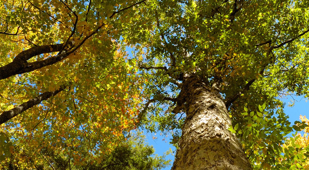 Looking up toward the tops of old-growth trees in a Wisconsin forest.