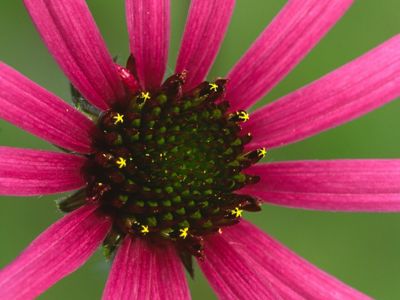 Close-up of a flower with long, bright magenta petals.