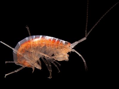 A small crustacean resides in a cave.
