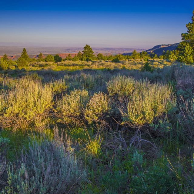 A large meadow of sagebrush with red mountains in the background. 