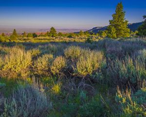 A large meadow of sagebrush with red mountains in the background.