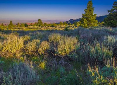A large meadow of sagebrush with red mountains in the background.
