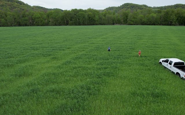 Brothers Matt and Seth Tentis standing in a field of cover crops with a white pickup truck parked nearby.