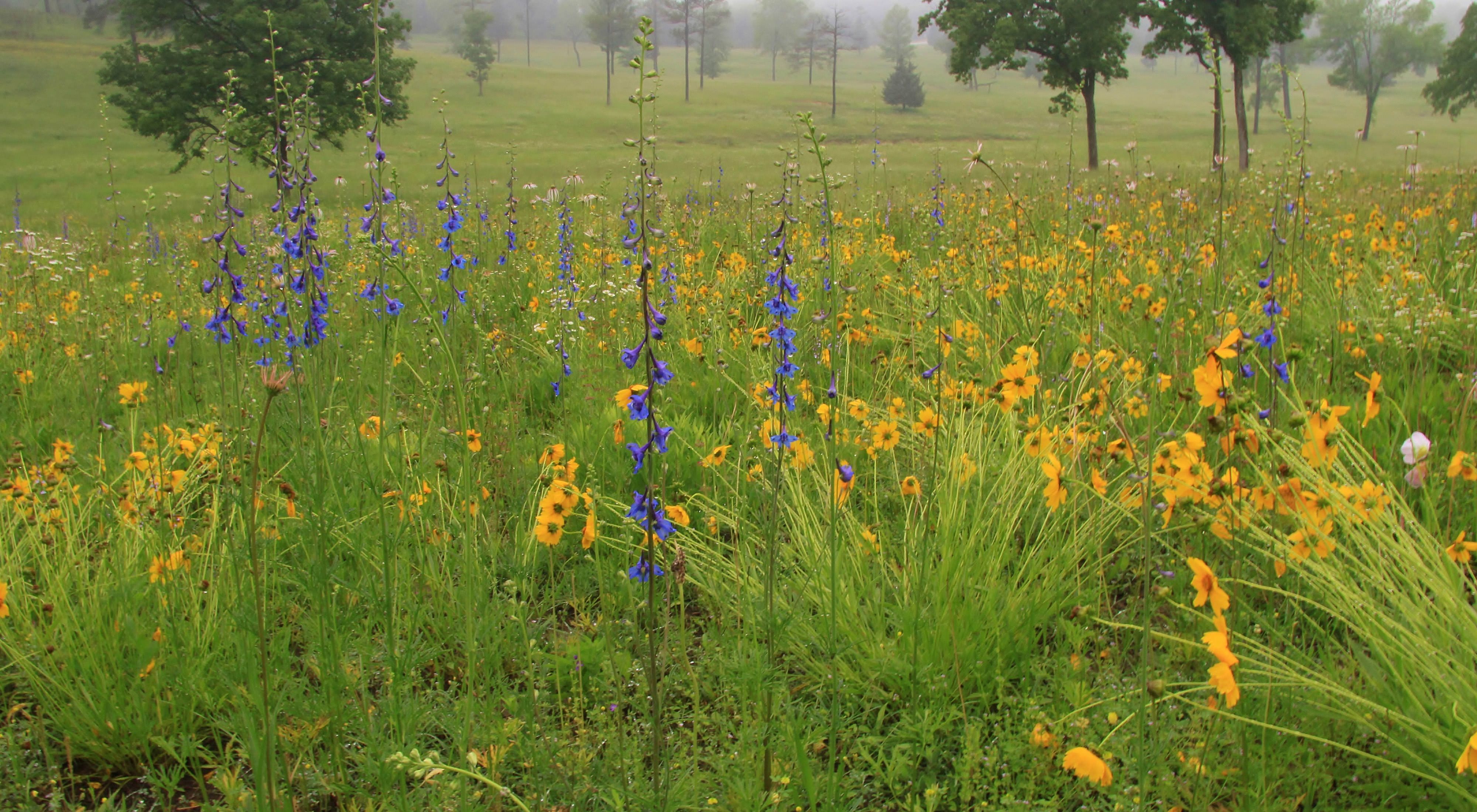 Carolina Larkspur and Pale Purple Coneflowers are on display every year at Terre Noire along with 400 other species of plants and wildflowers.