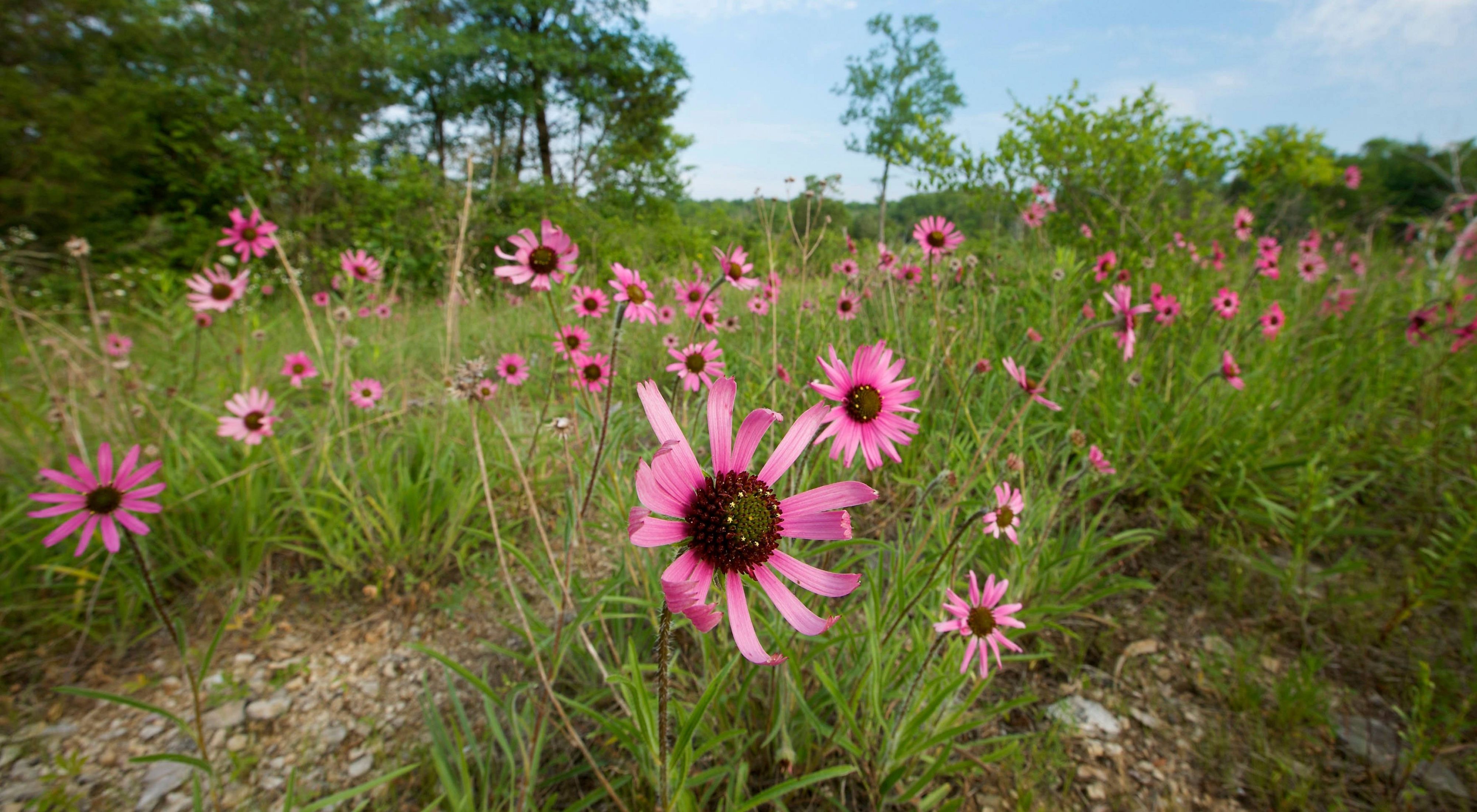 Tennessee coneflowers, flowers with thin bright-pink petals, bloom at Couchville Cedar Glade State Natural Area.