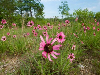 Bright magenta flowers emerge from a large grassy meadow.