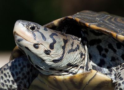 A close up view of a turtle looking to the left side of the frame with light grayish green and black spots on its body and a patterned light brown and dark brown shell.