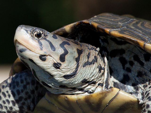 A close up view of a turtle looking to the left side of the frame with light grayish green and black spots on its body and a patterned light brown and dark brown shell.