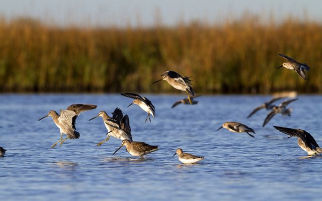 The Mad Island Marsh Preserve protects 7,063 acres, including rare tallgrass coastal prairies. 