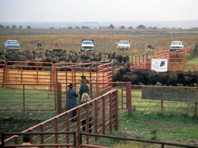 A large herd of bison heading out of fenced corrals with people looking on.