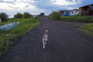 a dog walks along a dirt road on a quiet night in Łutsël K’é
