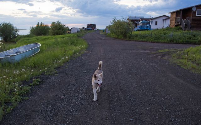 a dog walks along a dirt road on a quiet night in Łutsël K’é