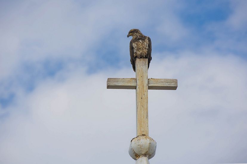 A young bald eagle perches on a cross at the top of a church.