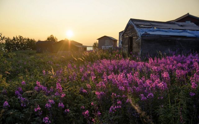 The sunset lights up a patch of fireweed in Łutsël K’é.